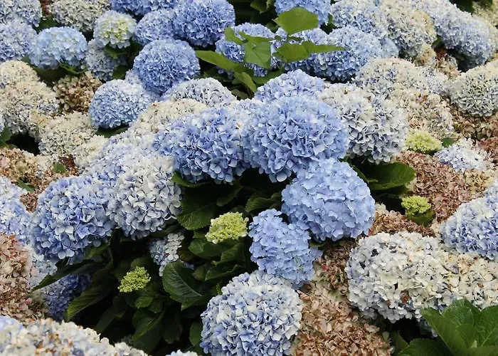 Casa Palmeiras - Res. Of Elizabete And Fatima *